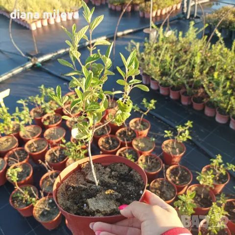 Калифорнийски люляк Хенри Дефозе,  Ceanothus 'Henry Defosee', снимка 17 - Градински цветя и растения - 46888623