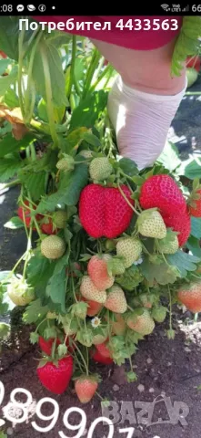 Разсад ягоди , снимка 7 - Разсади - 49982346