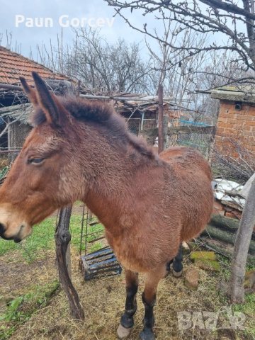 Продава се женски катър, снимка 3 - Коне - 53063044