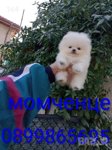 Миниатюрно мини момченце. Померан.