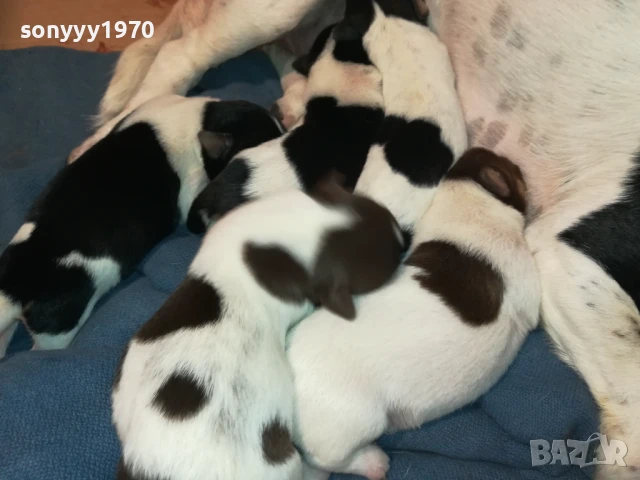 ДЖАК РЪСЕЛ 1607251626