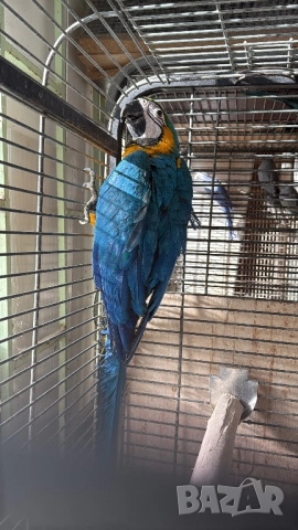 Синьо Жълта женска Ара