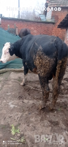 Месодайни телета , снимка 3 - Други - 52646532