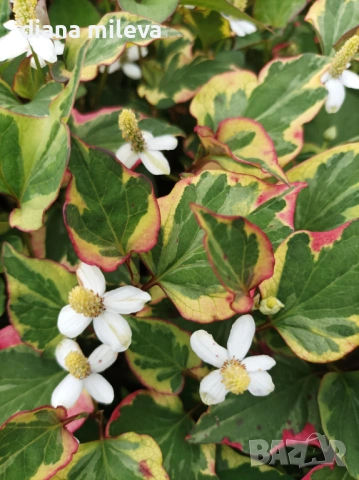 Хутиния, Houttuynia cordata, многогодишна и студоустойчива , снимка 6 - Градински цветя и растения - 54001747