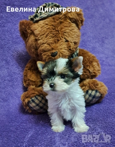 Yorkshire terrier biewer girl