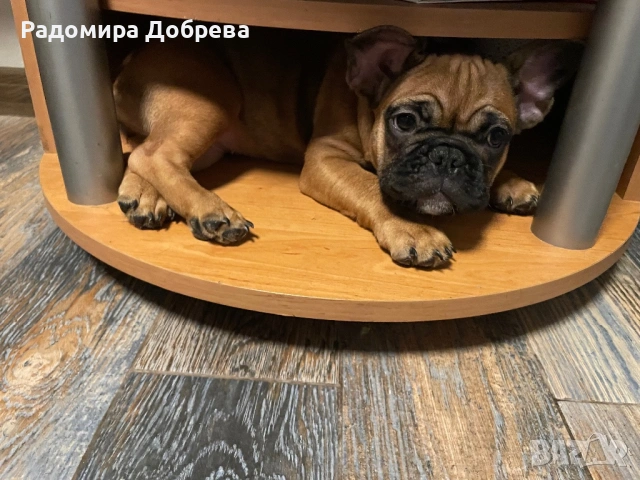 Френски булдог, снимка 2 - Френски булдог - 53711301