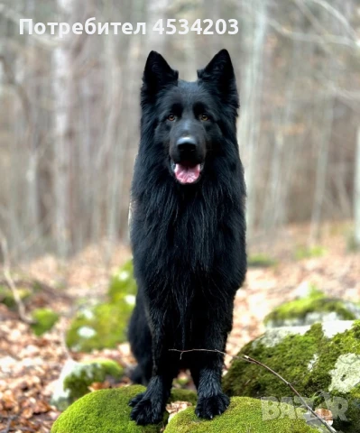 немска овчарка / НОК