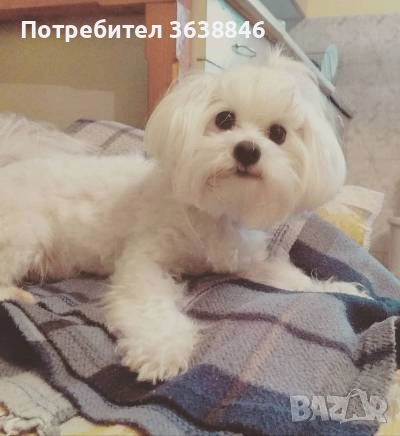 Мини малтийска болонка, снимка 6 - Болонка - 51704358