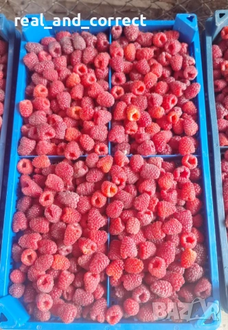 НЕВЕРОЯТЕН СВЕЖ РАЗСАД Ягоди и Малини от Произведител, снимка 17 - Разсади - 53487031