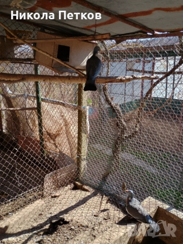 Продавам гривяци, снимка 2 - други­ - 53841709