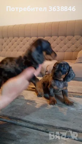 Дакел,мини дакели, снимка 7 - Дакели - 49667778