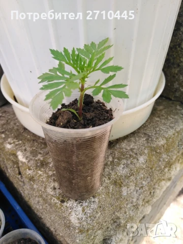 Тагетис, турта, расад, снимка 3 - Градински цветя и растения - 50663324