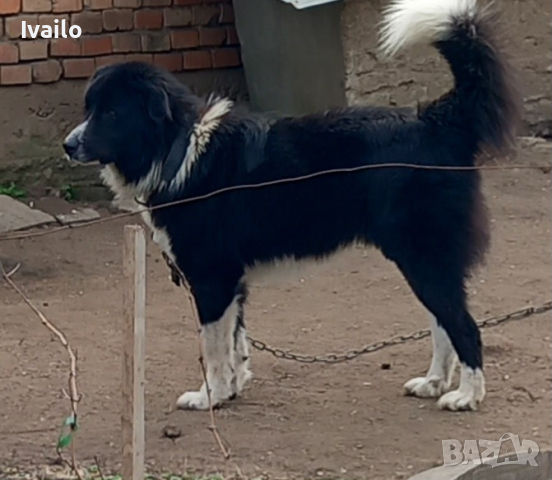 Продавам кученца от породата Българска овчарка , снимка 3 - Каракачанска овчарка - 44973662