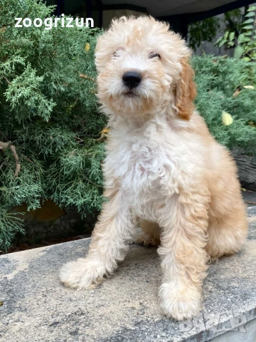 Малки пудели кавапу, снимка 4 - Пудели - 52238826