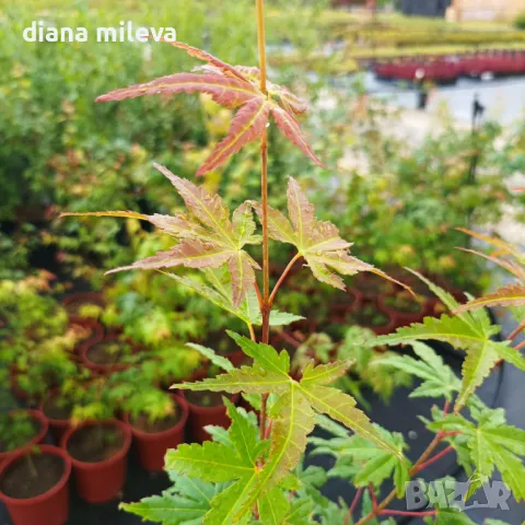 Японски клен, Acer Palmatum 'Beni Kawa' / Coral Barl Maple, снимка 13 - Градински цветя и растения - 46212786