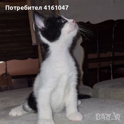 подаряваме котенца, снимка 1 - Други - 46558782