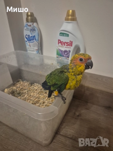 Ръчно хранена Слънчева Аратинга на 2 месеца, снимка 4 - Папагали - 52931251