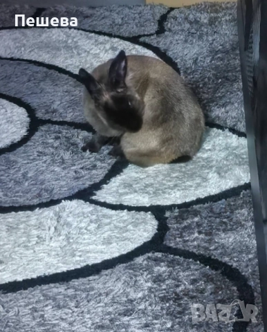 Подарявам Зайче , снимка 7 - Декоративни зайчета - 52659513