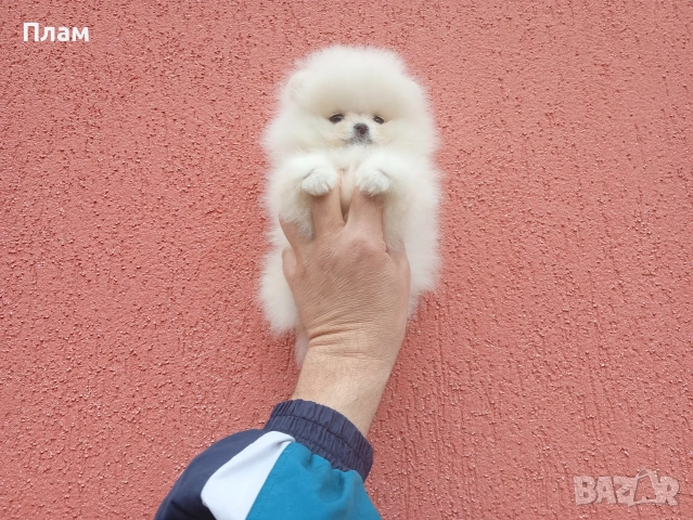 Бели Померани., снимка 10 - Померан - 54105599
