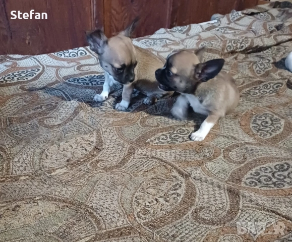 Чистокръвни Мини чихуахуа , снимка 3 - Чихуахуа - 54177957