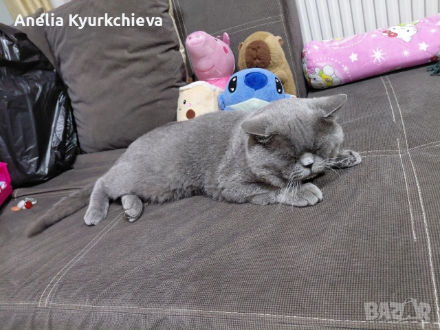 британско късокосменно , снимка 5 - Британска късокосместа - 52996338