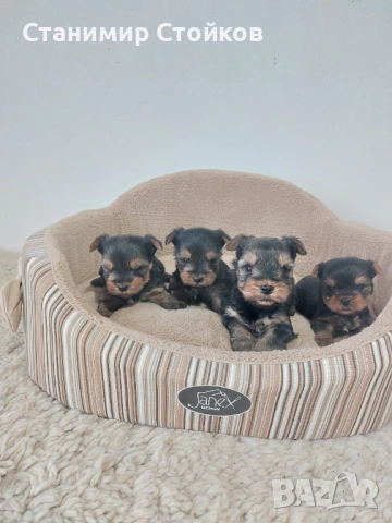 Йоркширски териер , снимка 4 - Йоркширски териер - 53858263