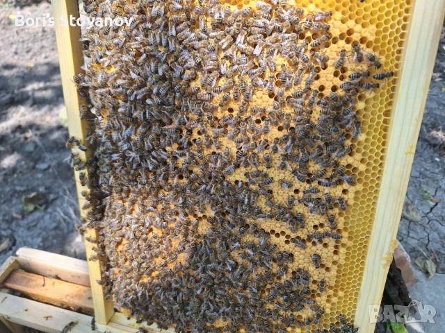 Пчелни отводки ДБ, снимка 2 - За пчели - 45925711