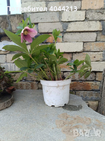 Кукуряк, снимка 2 - Градински цветя и растения - 44957914