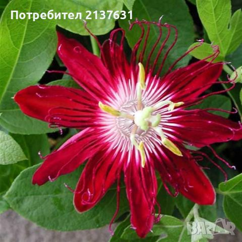 ПАСИФЛОРА  3 цвята , снимка 3 - Градински цветя и растения - 45102965