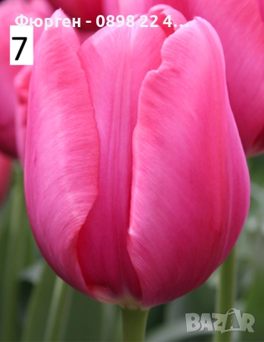 Луковици на лалета, снимка 12 - Разсади - 51436409