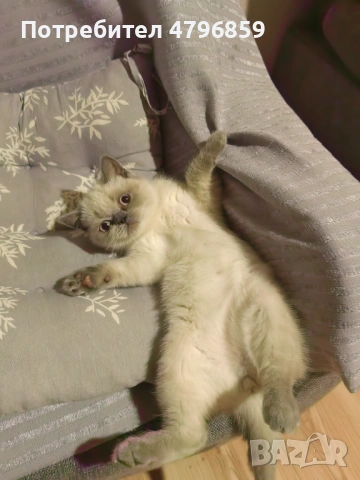  Женско Шотландско остроухо коте. , снимка 8 - Други - 54193542