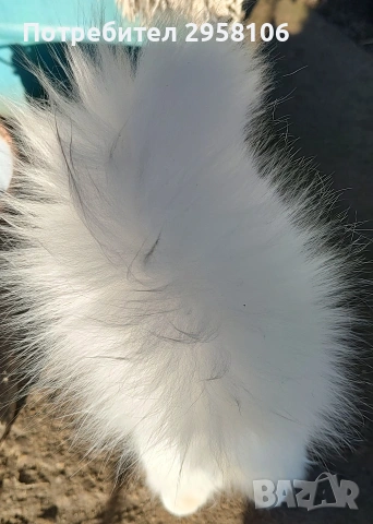 Персийска чинчила, снежно бяла, 6 мес., снимка 4 - Персийска - 53150542