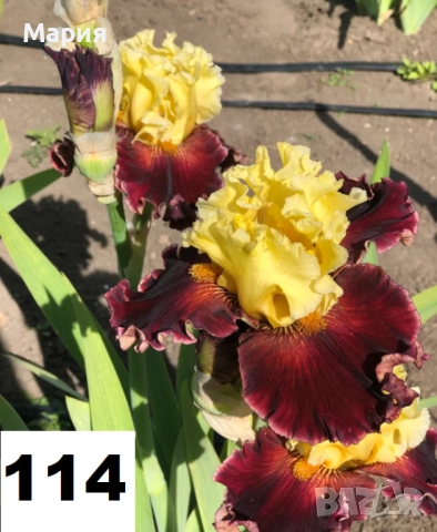Сортови вискоки ириси /брадати ириси, снимка 11 - Сортови семена и луковици - 46410628