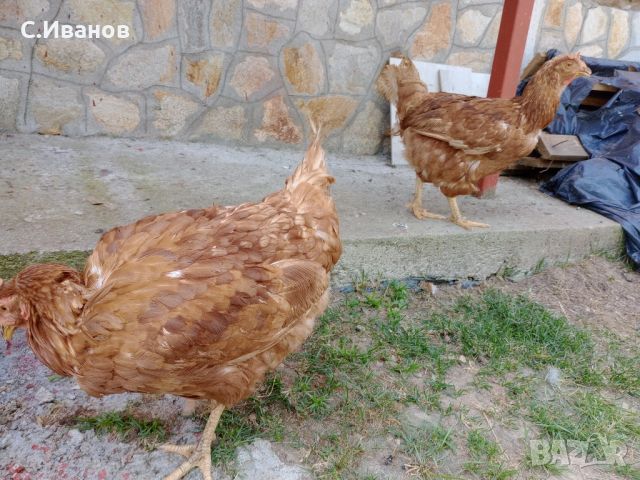 Кокошки-ЛоманБраунд, снимка 3 - други­ - 46320441
