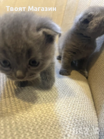 Малки пухкави съкровища търсят своя нов дом! 🐾, снимка 2 - Британска късокосместа - 53889145