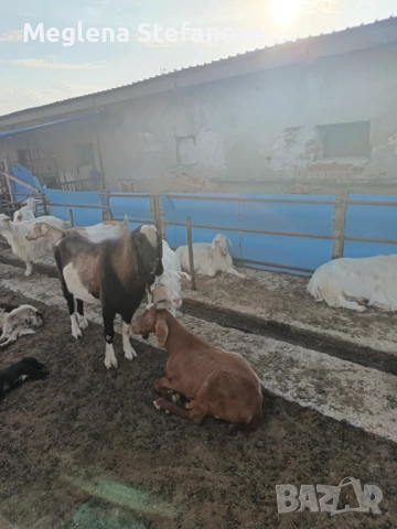 Продавам пръч на 3 години за разплод, Област Сливен, цена по договаряне