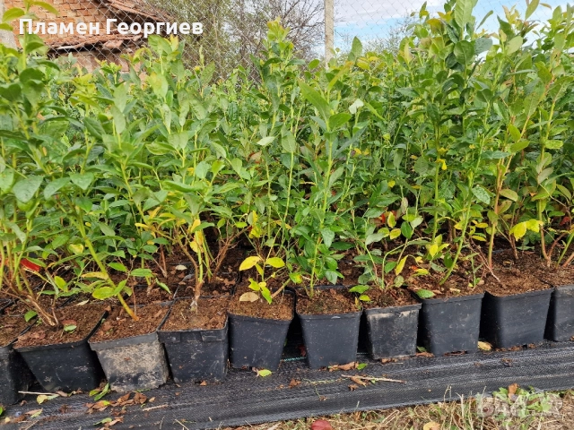 раздад боровинки , снимка 3 - Разсади - 51913927