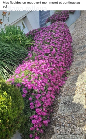 Делосперма (Delosperma cooperii), вечнозелено многогодишно сукулентно растение, снимка 3 - Градински цветя и растения - 53567133