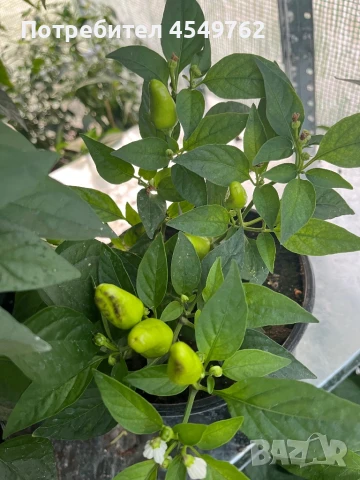 Екзотични люти чушки в саксия, снимка 8 - Градински цветя и растения - 51202444