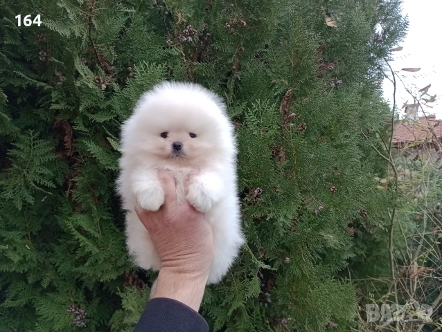 Померан. Бяло момче. Реални снимки!