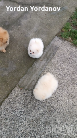 Померанчета , снимка 9 - Померан - 53490849