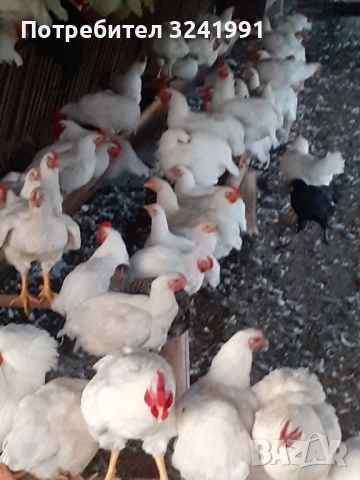 продавам малки и голями пилета , снимка 4 - Кокошки и пуйки - 46308014