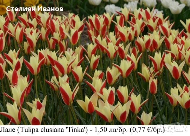 БОТАНИЧЕСКИ ЛАЛЕТА – ЛУКОВИЦИ, снимка 6 - Сортови семена и луковици - 52372825