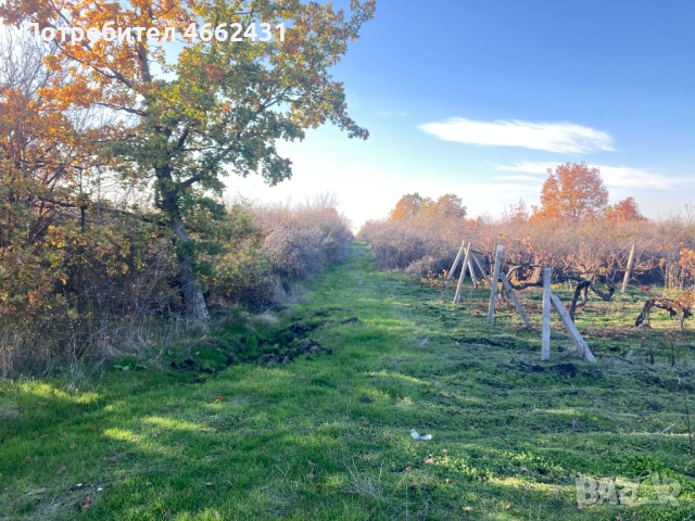  Парцел 2320 м2 - отличен за лозе/градина/пчелин, до път Дебър–Брягово, снимка 3 - Парцели - 52562178