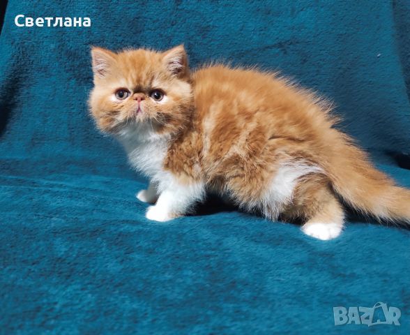  екзотични късокосмести котета ❤️, снимка 2 - Персийска - 44859852