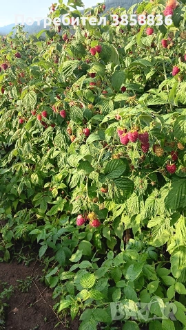 🍓 Качествен разсад ягоди и малини – засади днес, береш утре! 🌱, снимка 12 - Разсади - 53583916