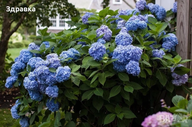 Синя хортензия 