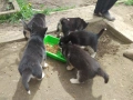 Малки кученца Сибирско хъски, снимка 2