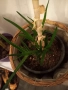 Алое,фикус,замиокулкас, драцена и др, снимка 5