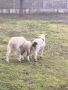 овце и агнета, снимка 8